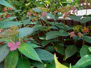 f0170524_9544362.jpg