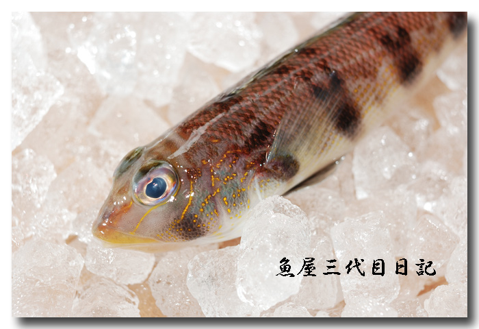 鞍掛虎鱚 クラカケトラギス シロギスに負けぬくらい美味い 魚屋三代目日記 鞍掛虎鱚 クラカケトラギス シロギスに負けぬくらい美味い 魚屋三代目日記