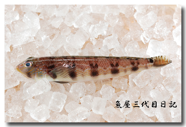 鞍掛虎鱚 クラカケトラギス シロギスに負けぬくらい美味い 魚屋三代目日記