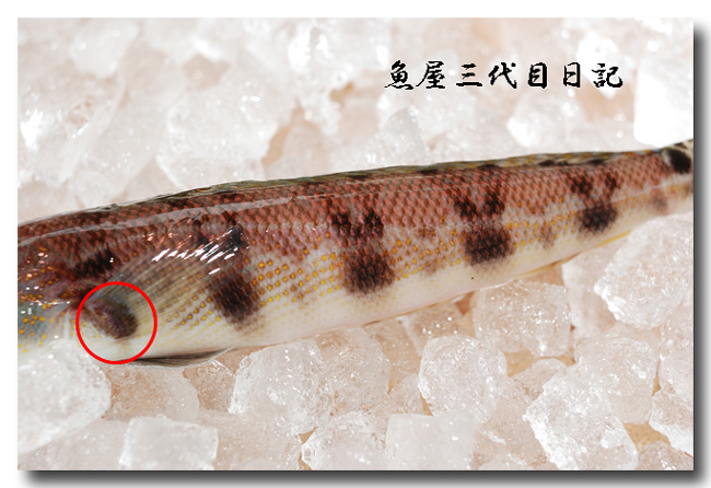 鞍掛虎鱚 クラカケトラギス シロギスに負けぬくらい美味い 魚屋三代目日記 鞍掛虎鱚 クラカケトラギス シロギスに負けぬくらい美味い 魚屋三代目日記
