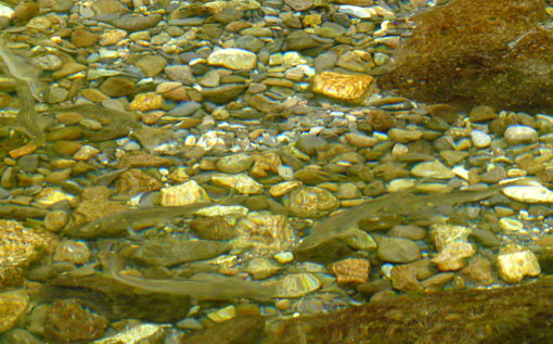 a0056140_14555056.jpg