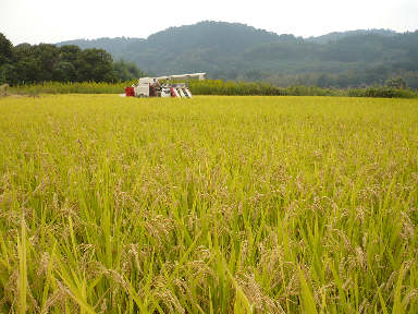 稲刈りに行ってきました。(茨城 木内酒造)_f0193752_2412825.jpg