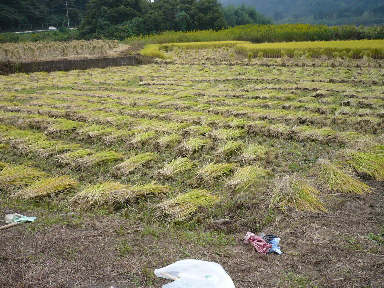 稲刈りに行ってきました。(茨城 木内酒造)_f0193752_245767.jpg