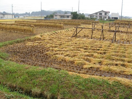 晴れから曇の日曜日・・・・・・・・・_c0037553_11232994.jpg