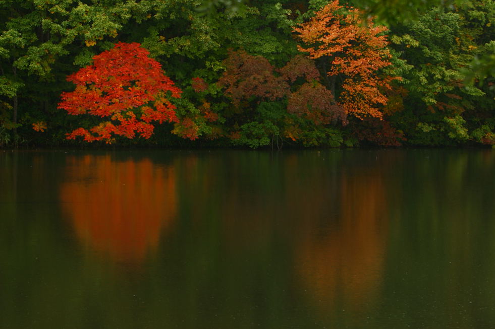 今年は紅葉が_e0138361_1905085.jpg