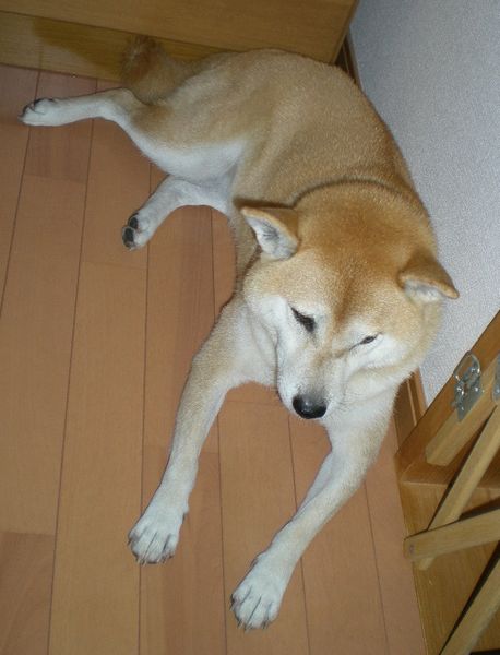 2008年10月6日(月)愛ちゃんと心ちゃんが2階で一緒に~!_f0060461_21194056.jpg