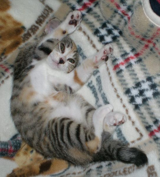 2008年10月6日(月)愛ちゃんと心ちゃんが2階で一緒に~!_f0060461_21273399.jpg