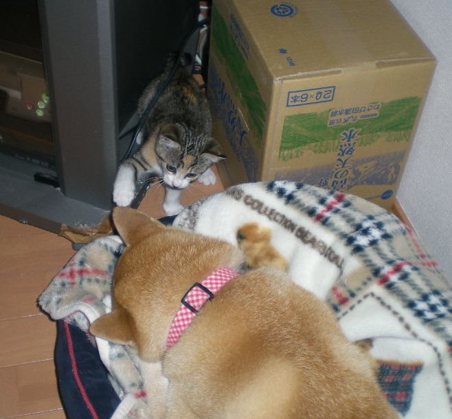 2008年10月6日(月)愛ちゃんと心ちゃんが2階で一緒に~!_f0060461_218549.jpg