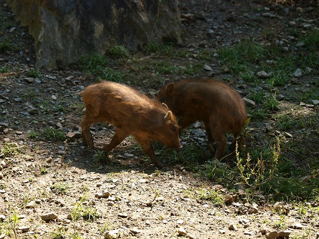 日本生態園　その３_b0145677_22101349.jpg