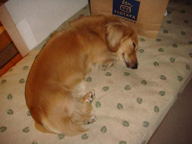 d0098295_1636279.jpg