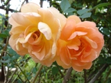 e0143298_002167.jpg