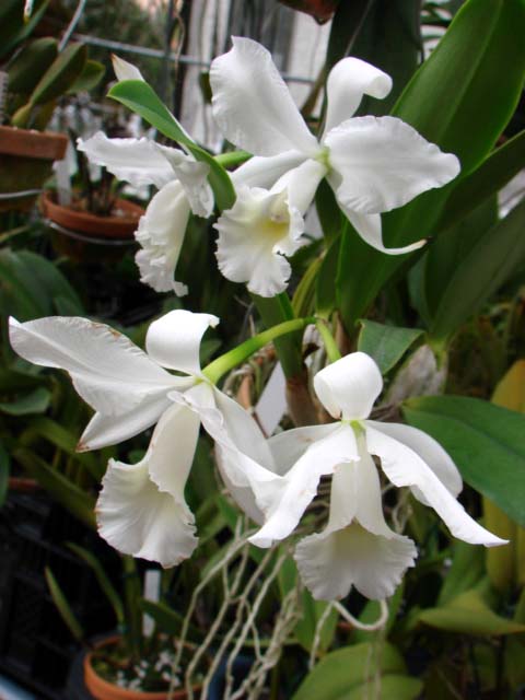 d0007501_18562787.jpg