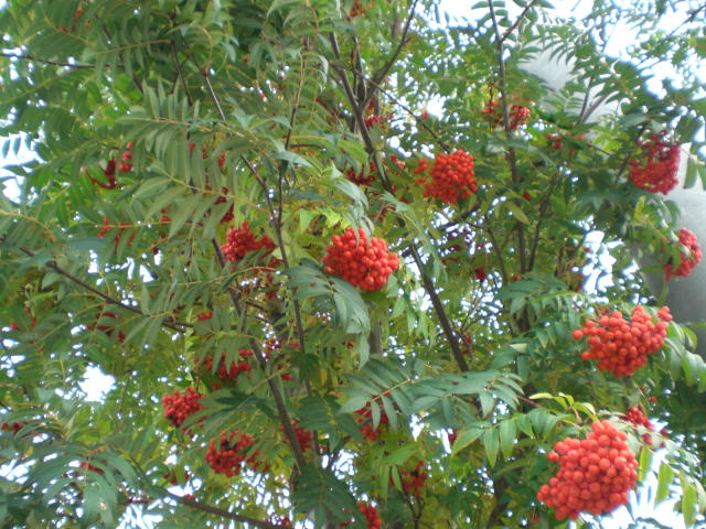 e0126302_2018244.jpg