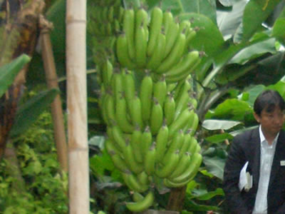 d0063218_10333034.jpg