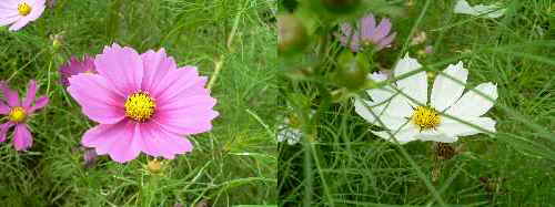 c0133533_23544784.jpg