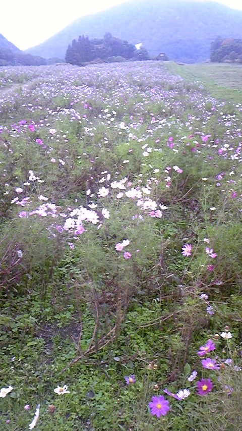 f0161333_17629.jpg