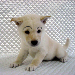 まゆげ犬 眠