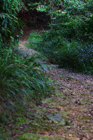 初めての山道_b0009653_15415934.jpg