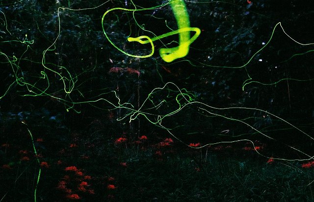 アキマドボタル 対馬の自然と生き物