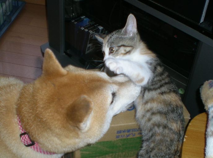 2008年10月7日(水)犬猫版トム&ジェリー!_f0060461_20231695.jpg