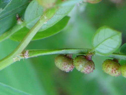 コミカンソウ(小蜜柑草)_c0085874_22261374.jpg