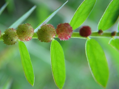 コミカンソウ(小蜜柑草)_c0085874_2227819.jpg