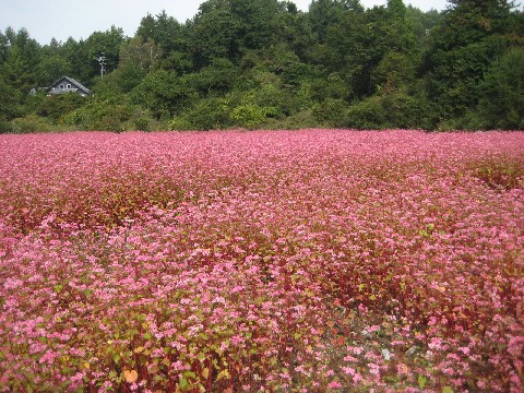 秋の信州小旅行④満開の赤ソバの花@紅そばの丘[蓼科高原/長野]_c0013687_2331193.jpg