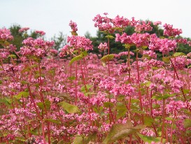 秋の信州小旅行④満開の赤ソバの花@紅そばの丘[蓼科高原/長野]_c0013687_23313192.jpg