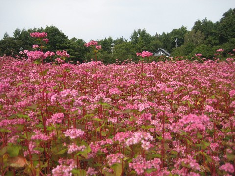 秋の信州小旅行④満開の赤ソバの花@紅そばの丘[蓼科高原/長野]_c0013687_23313943.jpg