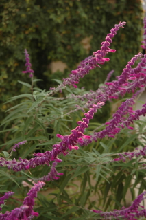 d0107204_1335499.jpg