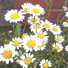 a0081010_15423910.jpg