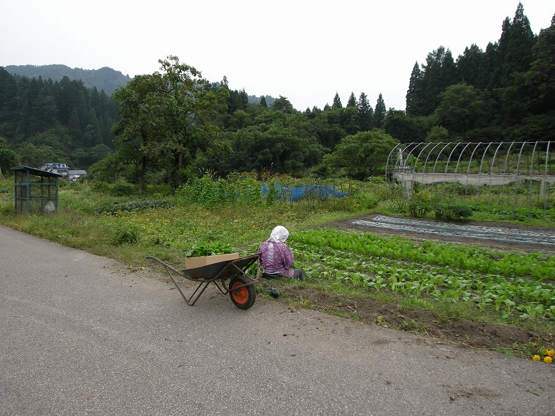 今秋は大豊作です。　3/3_e0015011_22494480.jpg