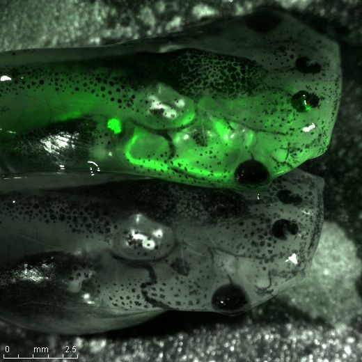 ノーベル化学賞: 生物現象のわかりやすさ_c0025115_20273142.jpg