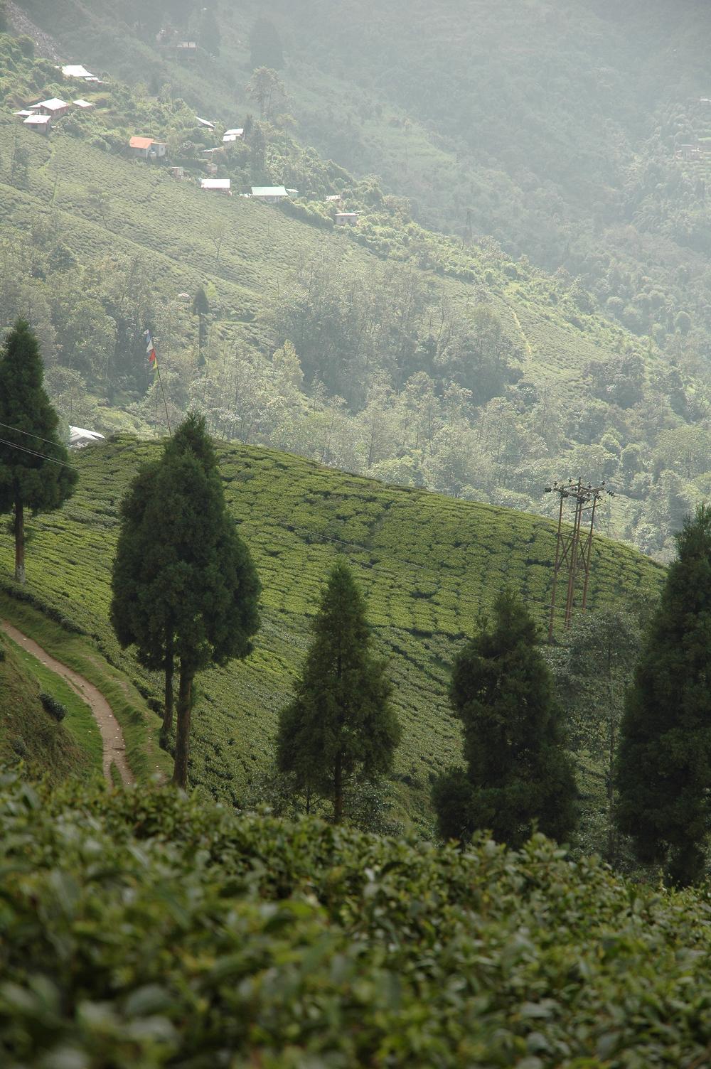 ダージリンの茶園 インド 西ベンガル州_f0116817_1664230.jpg