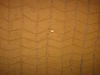 c0094218_84926.jpg