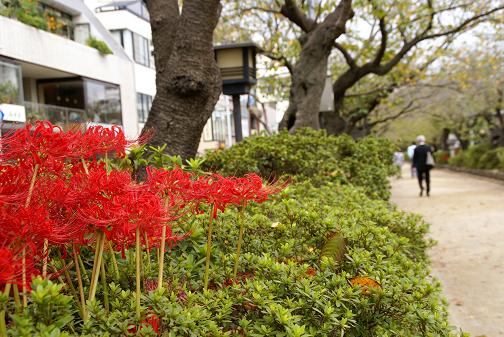 にょりちゃんと鎌倉へ・花巡り編_e0021121_19493116.jpg