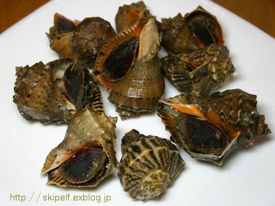 にし貝 大きなjellyの木の下で にし貝 大きなjellyの木の下で