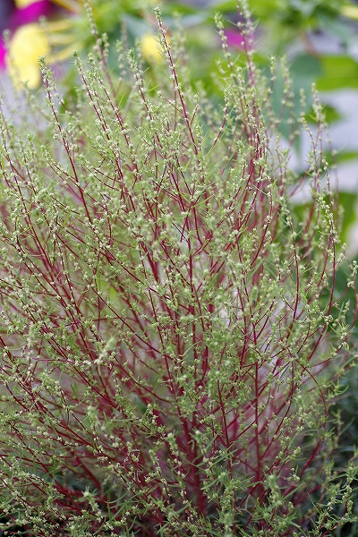 c0155950_21391581.jpg