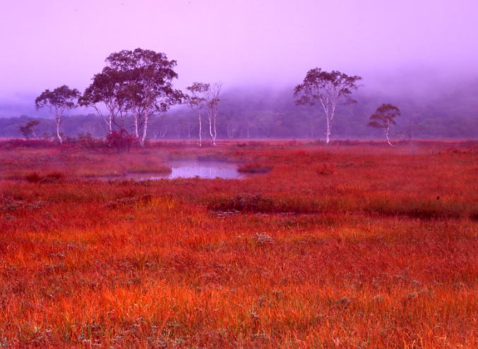 草紅葉_b0083855_2252153.jpg