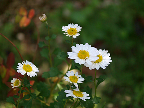 小浜菊（コハマギク）_a0067758_2225194.jpg