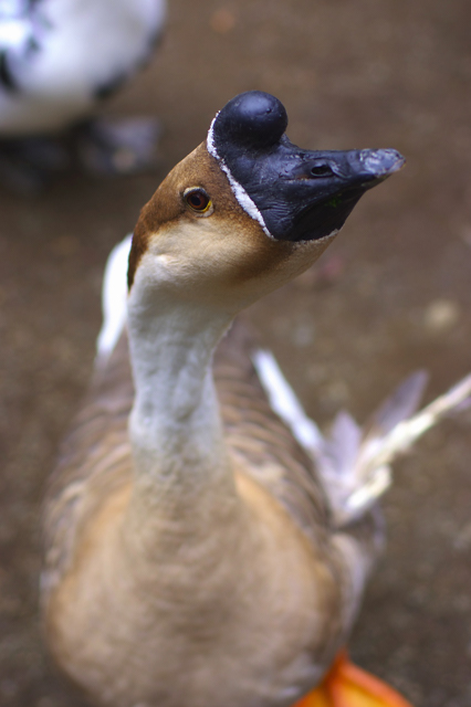 鳥さん、、、（善福寺公園にて）。_f0136162_1414290.jpg