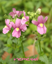c0167576_975774.gif