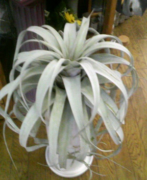 チランジア キセログラフィカ 花門へようこそ