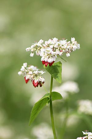 蕎麦の花の赤い実_f0030085_1340388.jpg