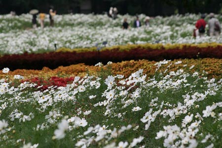 蕎麦の花の赤い実_f0030085_1347482.jpg