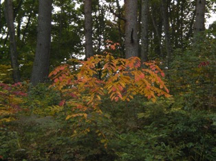 c0099395_15483772.jpg