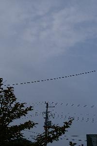 c0039898_859145.jpg