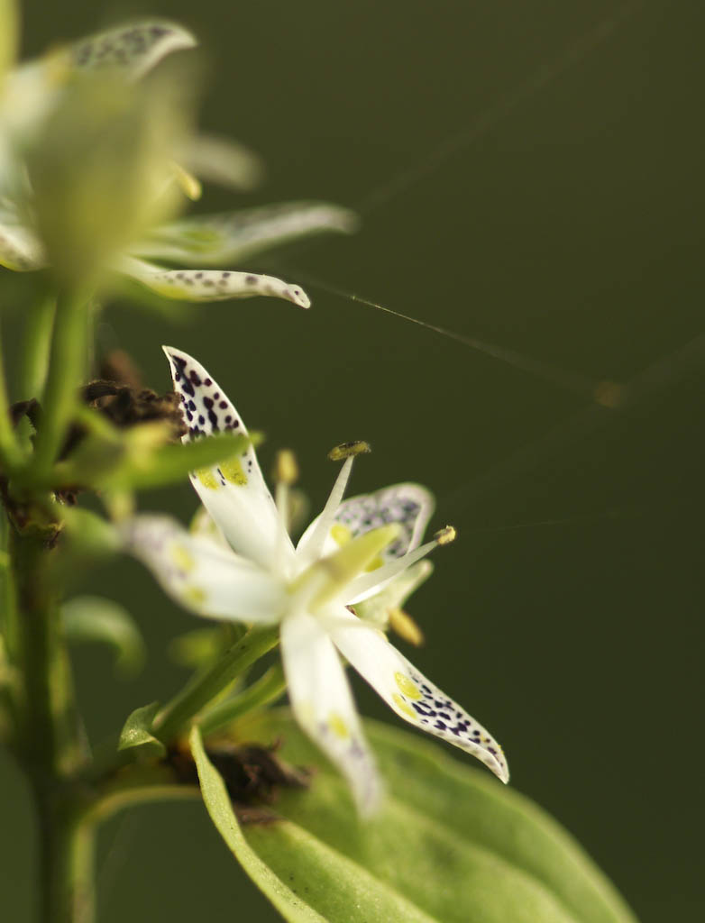 初　野草園_f0146004_2323018.jpg