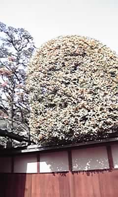 c0152507_5324280.jpg
