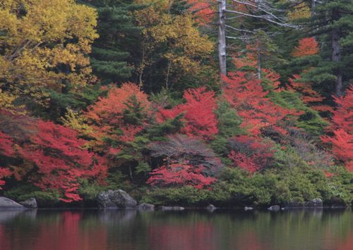 白駒の池の紅葉_c0073016_2214644.jpg